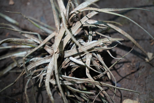 Tillandsia schiedeana observed 2026-10-05