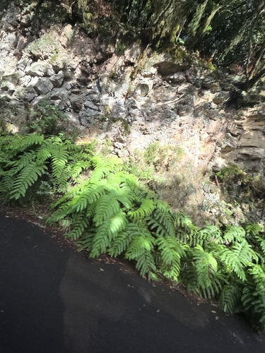 Woodwardia radicans observed 2026-10-23