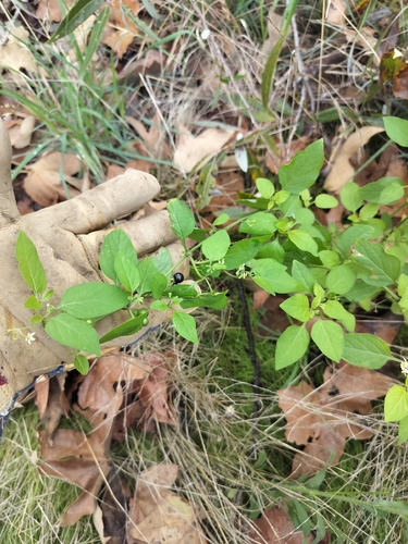 Solanum americanum observed 2026-10-23