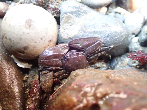 chocolate porcelain crab