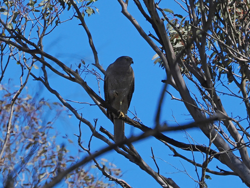 Accipiter cirrocephalus observed 2026-10-18