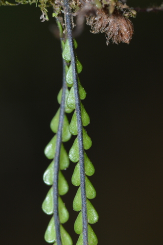Lellingeria