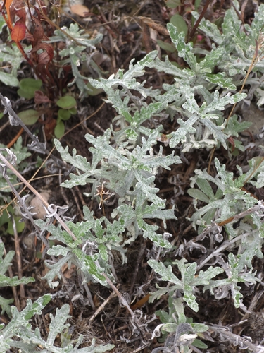 Eriophyllum lanatum observed 2026-10-23