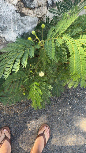 Leucaena leucocephala observed 2026-10-22