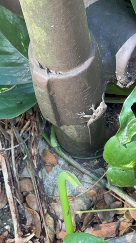 Anolis sagrei observed 2026-10-22
