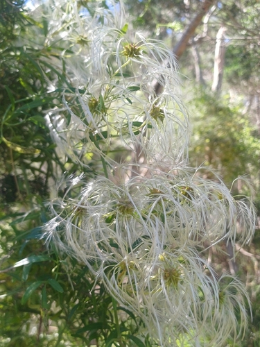 Clematis microphylla observed 2026-10-22