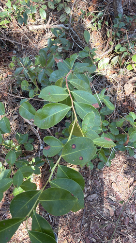 Lyonia lucida observed 2026-10-23