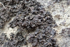 Lathagrium fuscovirens