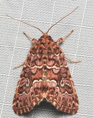 Callopistria granitosa