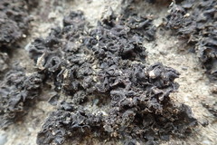 Lathagrium fuscovirens