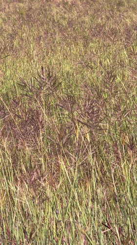 Bothriochloa bladhii observed 2026-10-23