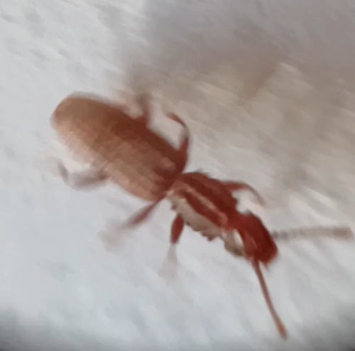 Oryzaephilus surinamensis, 2026-10-08