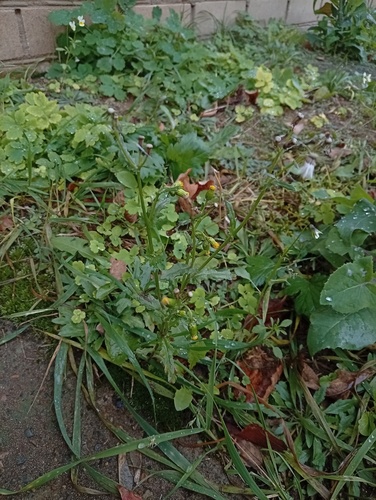 common groundsel photograph by the iNaturalist community