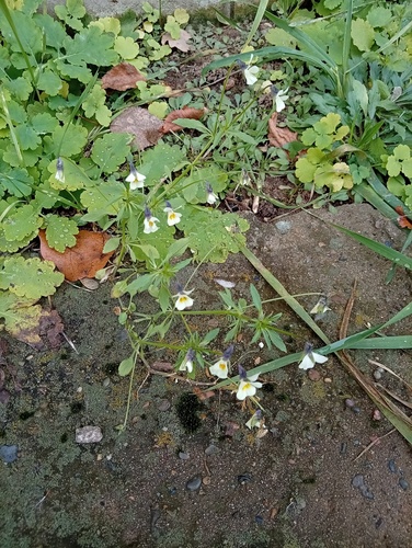 Viola arvensis, 2026-10-23