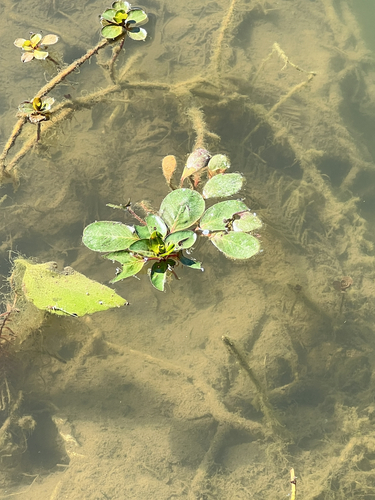 Ludwigia peploides observed 2026-10-23