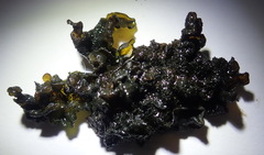 Lathagrium fuscovirens