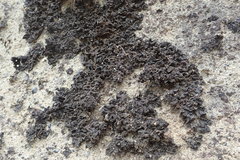 Lathagrium fuscovirens