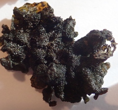 Lathagrium fuscovirens