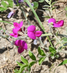 Tephrosia lindheimeri
