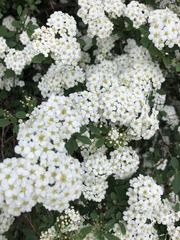 Spiraea × vanhouttei