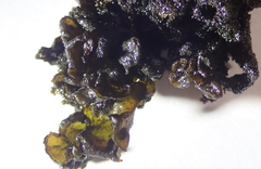 Lathagrium fuscovirens