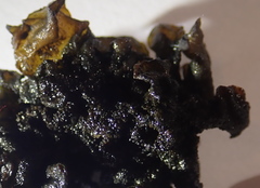 Lathagrium fuscovirens