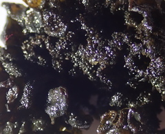 Lathagrium fuscovirens