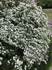 Spiraea × vanhouttei