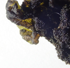 Lathagrium fuscovirens