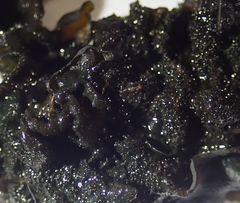 Lathagrium fuscovirens