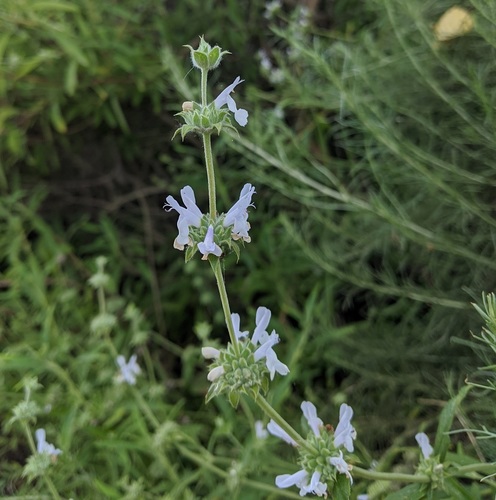 iNaturalist observation photo of black sage