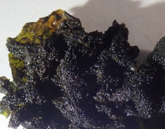 Lathagrium fuscovirens