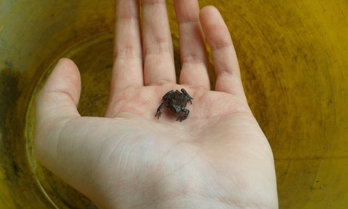 European Toad photograph by the iNaturalist community