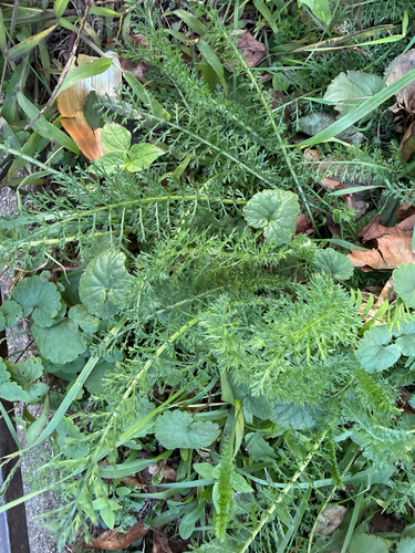 common yarrow photograph by the iNaturalist community