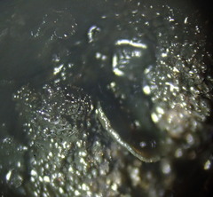 Lathagrium fuscovirens