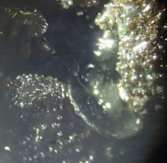 Lathagrium fuscovirens