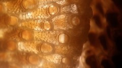 Primavelans insculpta