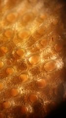 Primavelans insculpta