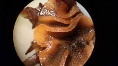 Primavelans insculpta