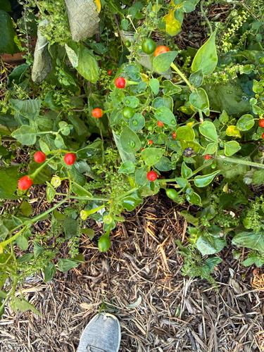Capsicum annuum observed 2026-10-23