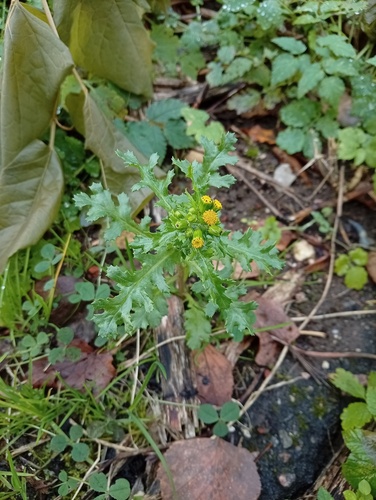 common groundsel photograph by the iNaturalist community