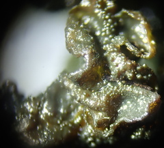 Lathagrium fuscovirens