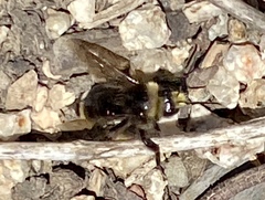 Bombus vosnesenskii