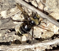 Bombus vosnesenskii