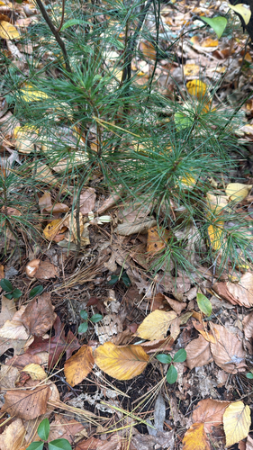 eastern white pine photograph by the iNaturalist community