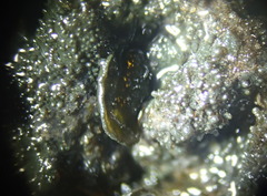 Lathagrium fuscovirens