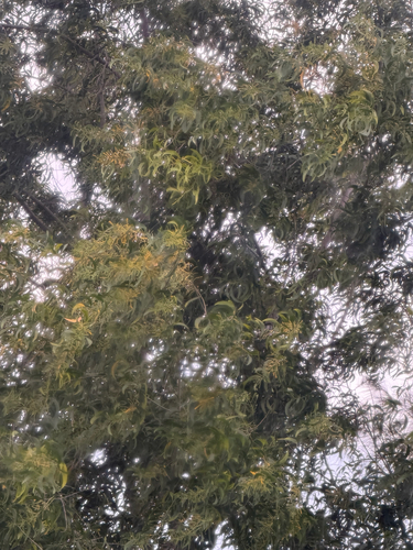 Acacia auriculiformis observed 2026-10-23