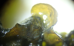 Lathagrium fuscovirens