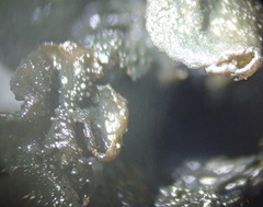 Lathagrium fuscovirens