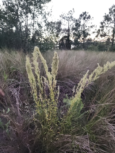 Iresine diffusa observed 2026-10-19